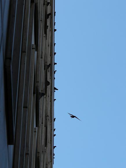 P1000932