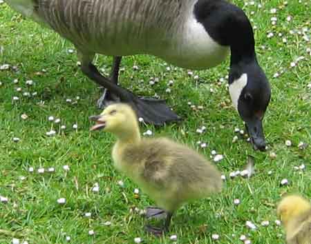 baby goose