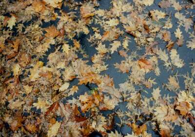 Fall leaves at Harvard