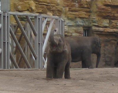 Baby elephant waving trunk