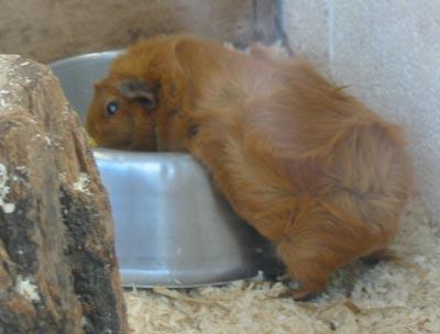 Guinea pig
