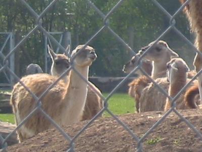 Llamas