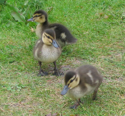 Baby ducks